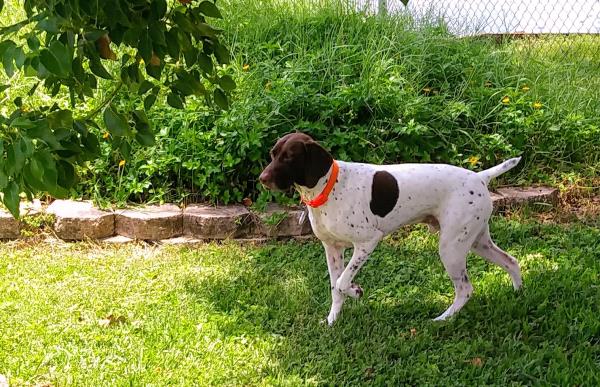 /Images/uploads/Southeast German Shorthaired Pointer Rescue/segspcalendarcontest2018/entries/8727thumb.jpg